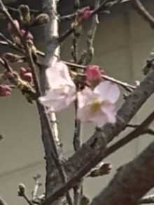 2025サクラだより～3/26～